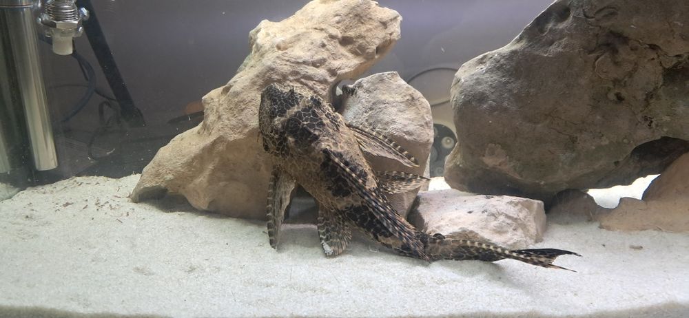 Plecostomus 30 cm