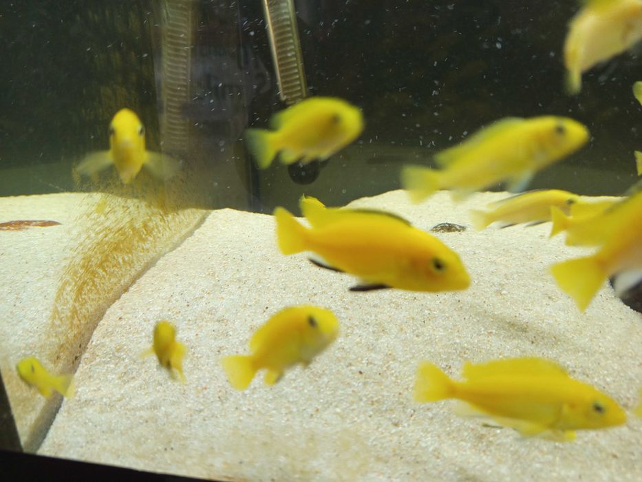 Machos de Ciclídeos Africanos Malawi - Labidochromis Caeruleus