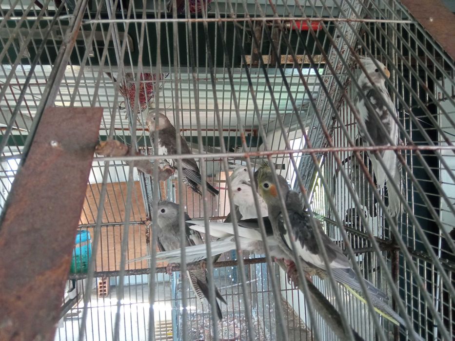 Vendo caturras deste ano
