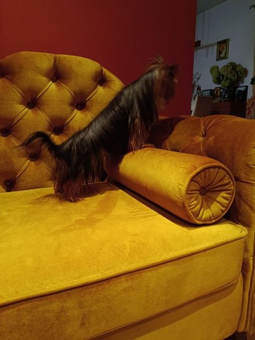 Yorkshire terrier suczka
