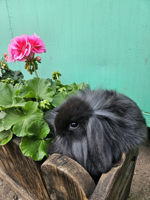 Królik miniaturowy  Baranek  Samczyk