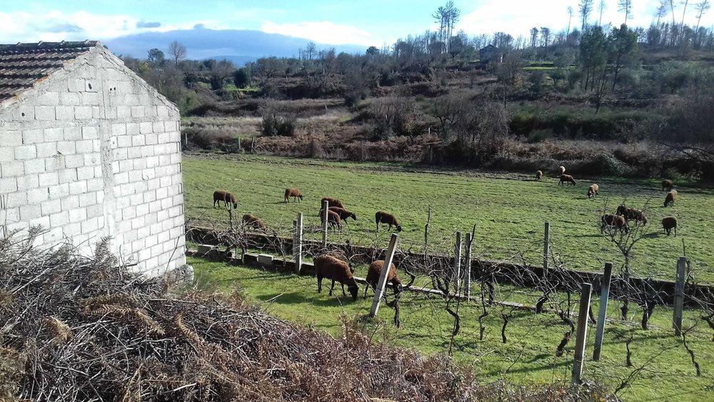 QUINTA  com casa , poço, tanque , vinha .