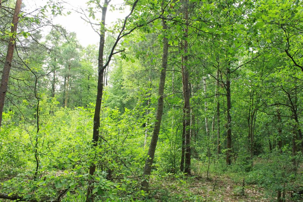 działka rolno leśna, przylegająca do rzeki o pow 22 200 m - More