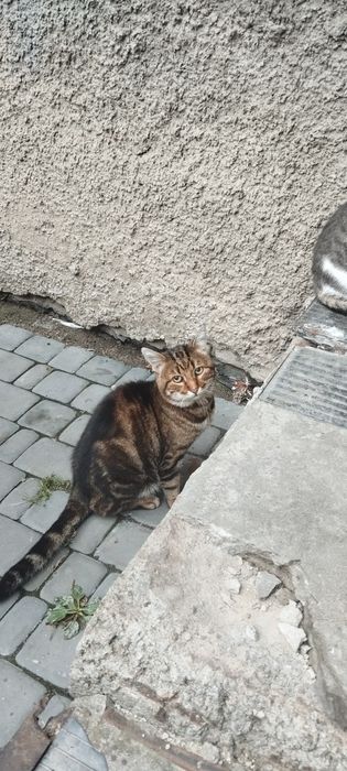 Красунчик у пошуку родини