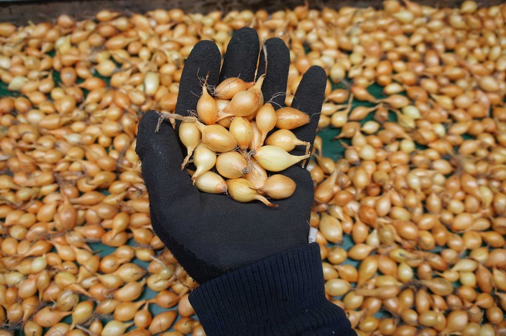 Cebula dymka Sturon, Efekt, Cupido, Corrado, Contado, Preset