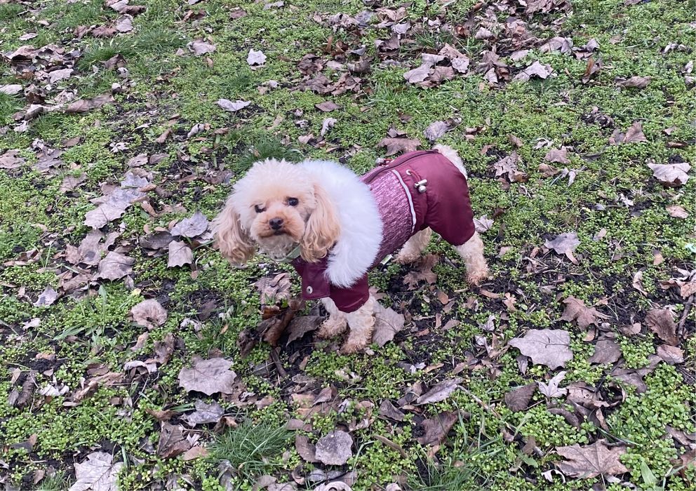 Стерилізована супер міні дівчинка той пудель чекає на люблячу родину