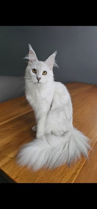 piękna Koteczka Gabriela Maine Coon as 11 z linii Shaded