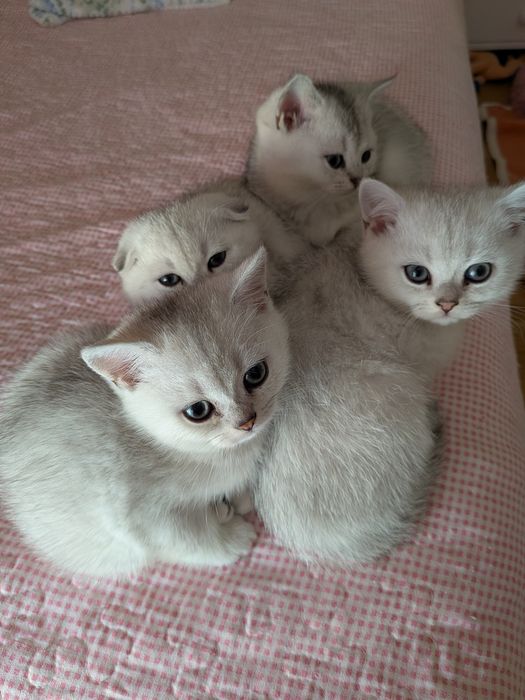 Scottish Straight fêmea