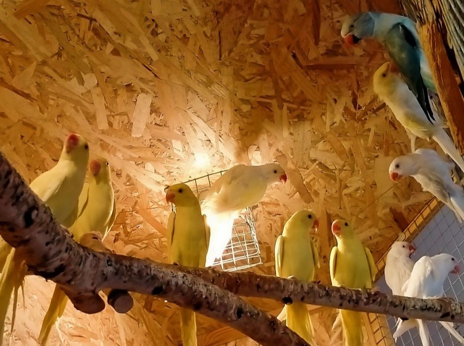 Aleksandretty obrożna - para