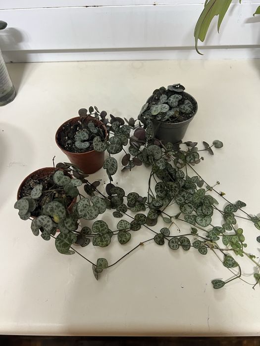 Церопегія звичайна,переромія хоуп