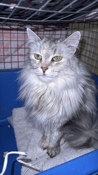 Молода кішечка в хороші руки