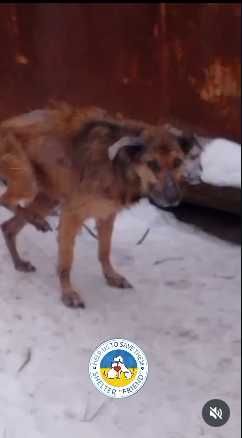 Спасите собачку Алису.