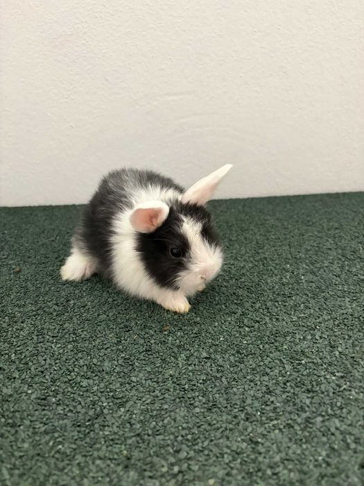 Coelhos anões mini lop*Lionhead