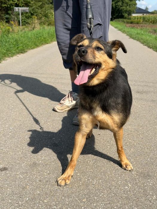 Niby bury, a jednak wesoły - mały Burek do adopcji