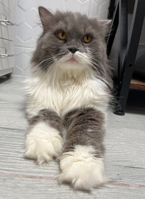 Furia szuka kochającego domu