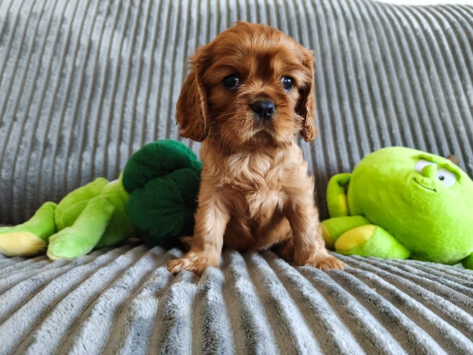Cavalier King Charles Spaniel