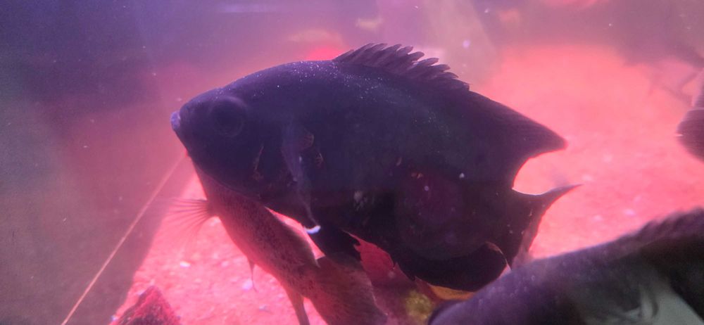 Oscar 18cm variados