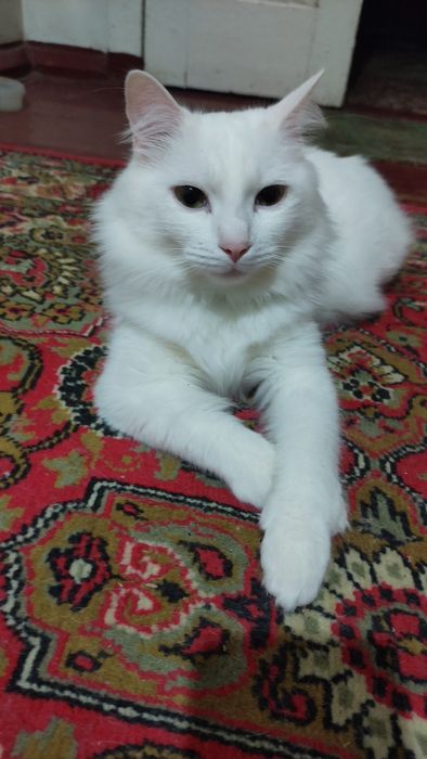 Бесплатно.Отдам в добрые руки кошку или кота