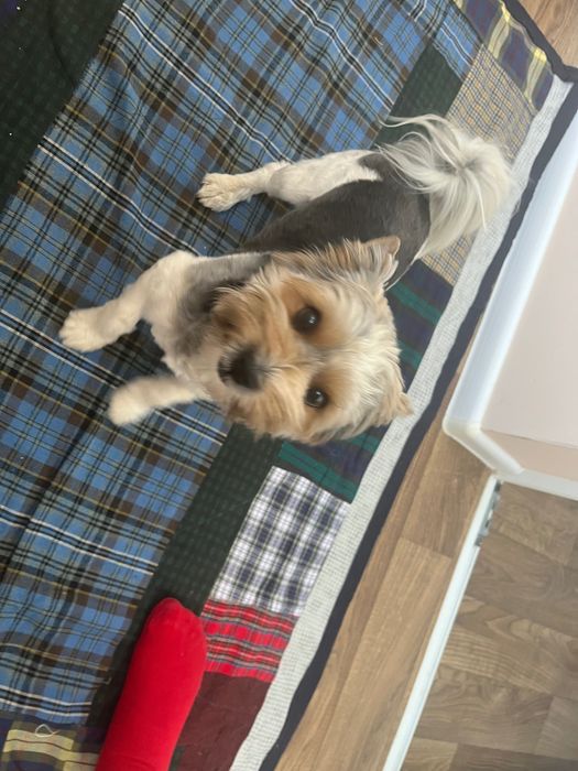 Вʼязка бівер йорк