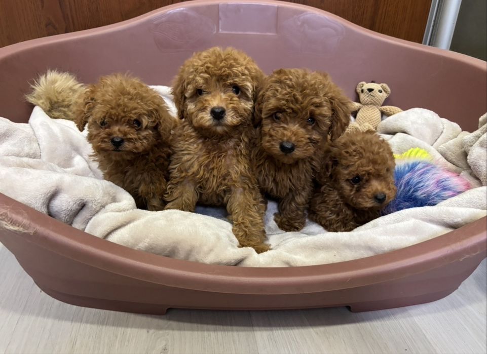 Stefanplast Sleeper Пластиковий лежак для собак