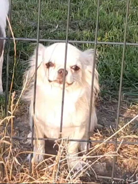 Suczka chihuahua zkwp fci dorosła