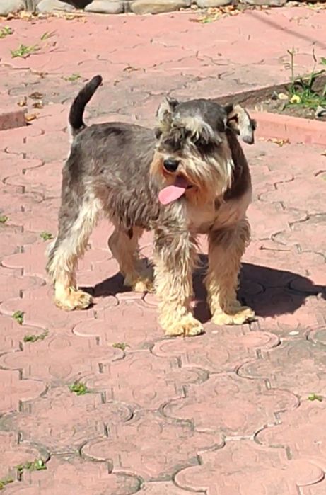 Цвергшнауцер. Річний хлопчик.