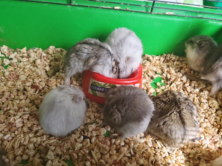 Джунгарские хомячки
