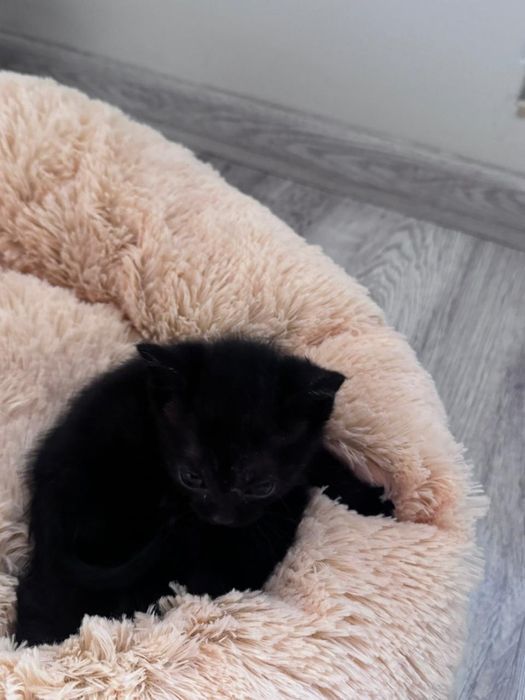 Кошенятка шукають родини