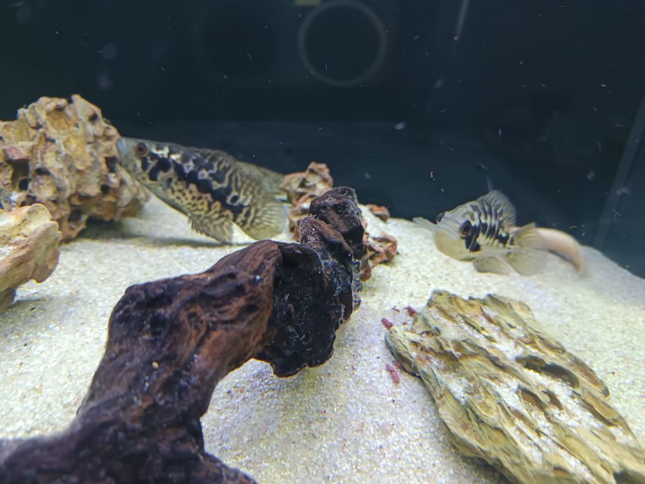 Peixe ciclidio Jaguar (9cm)