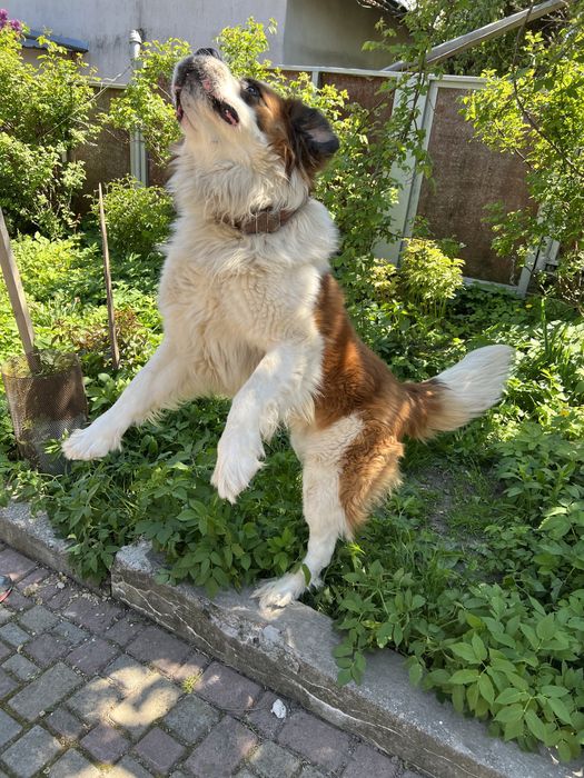 Вязка сенбернар