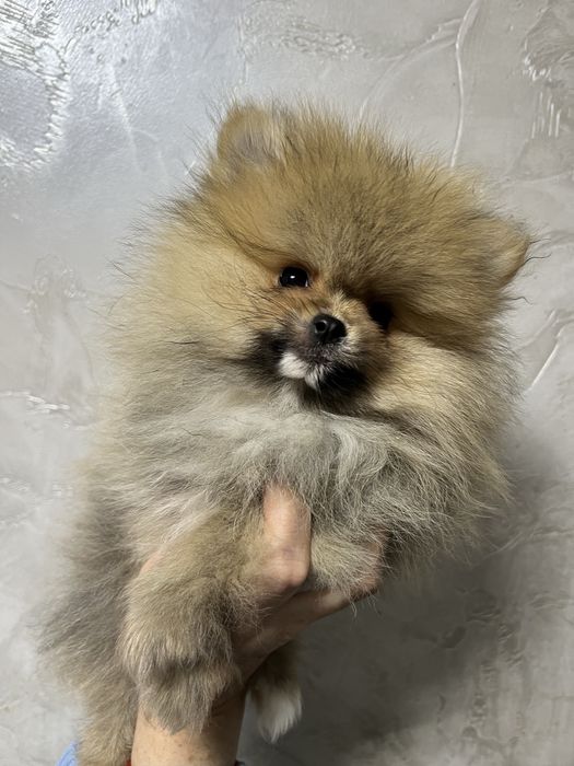 Шпіц хлопчик )))