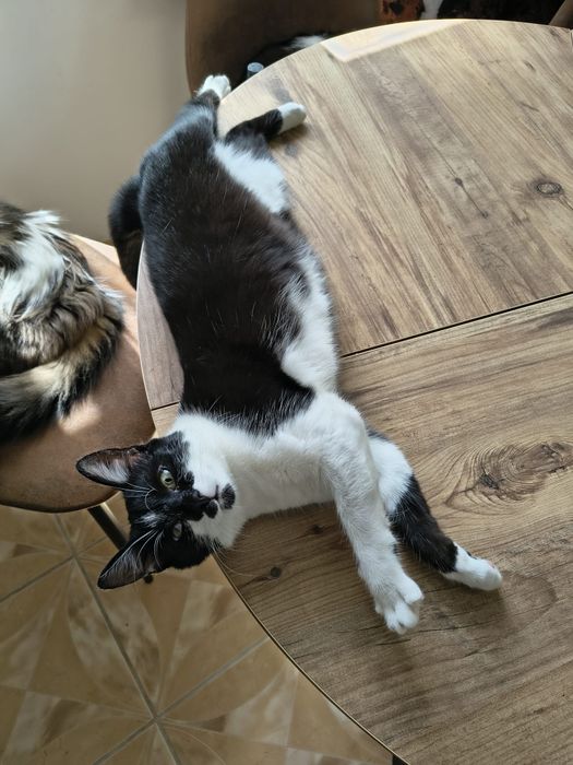 Diva – podaruj jej dom, na który tak długo czeka