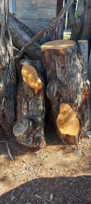 troncos de madeira cedro