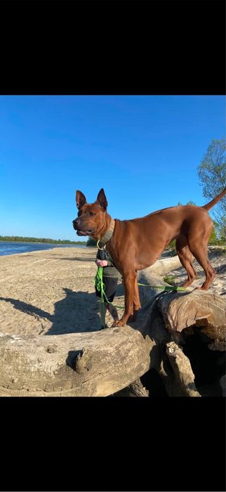 Pies Thai Ridgeback