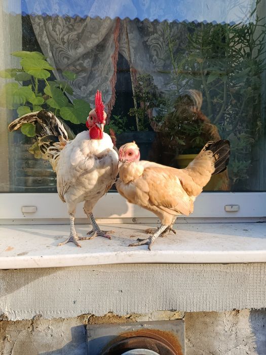 Лилипуты голошейные и обычные  инкубационное яйцо