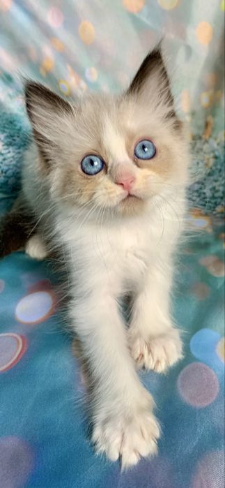 Ragdoll Kotka Seal Bicolour