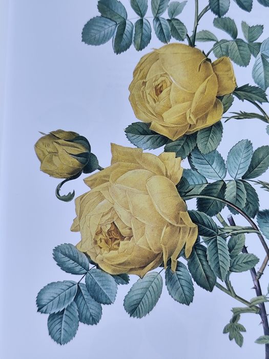 Книга Redoute's Roses