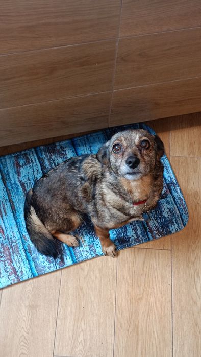 Anaszka - mikro psiak szuka domu !