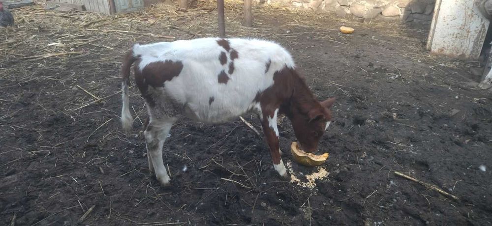 Теличка на утримання