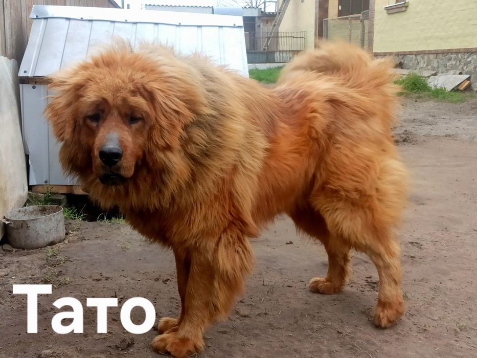 Тібетський мастиф