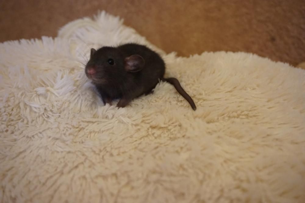 Szczur, szczury, szczurki devil, dumbo, syjamskie, rex