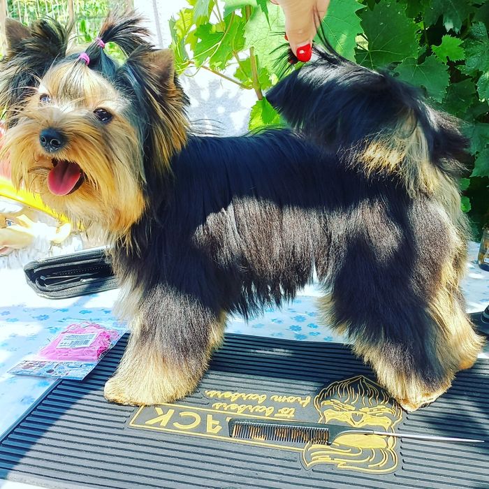 Стрижка собачок та котиків