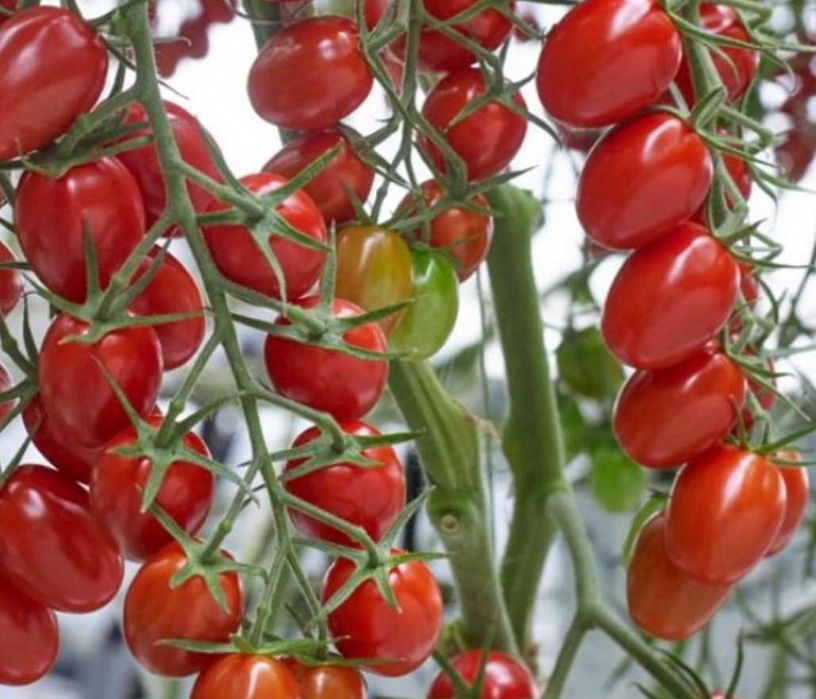 Nasiona pomidorów Holenderskich