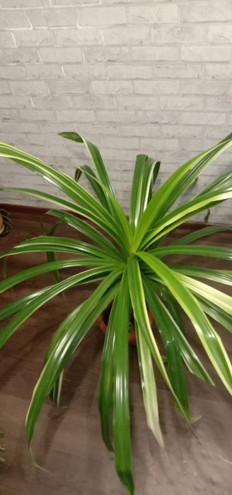 Кімнатна рослина