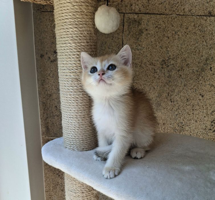 Gatinho British Shorthair golden