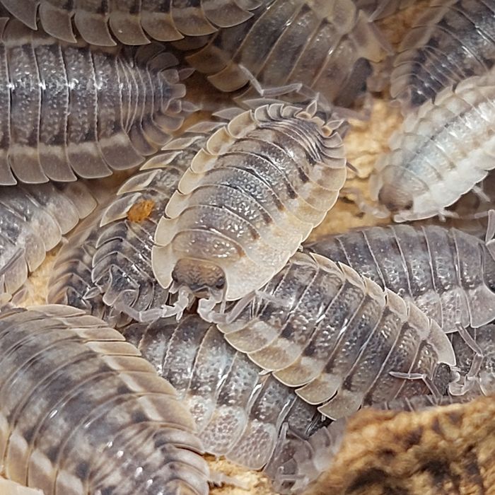 Isopody różne gatunki