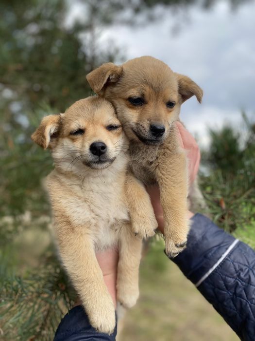 У добрі руки цуценята