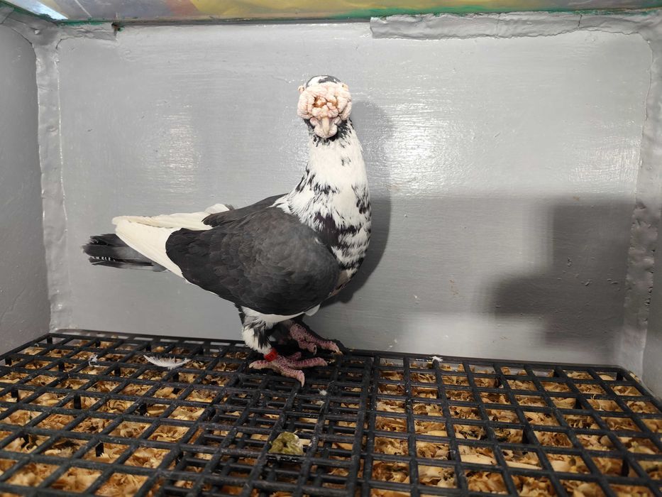 Gołębie Staropolskie