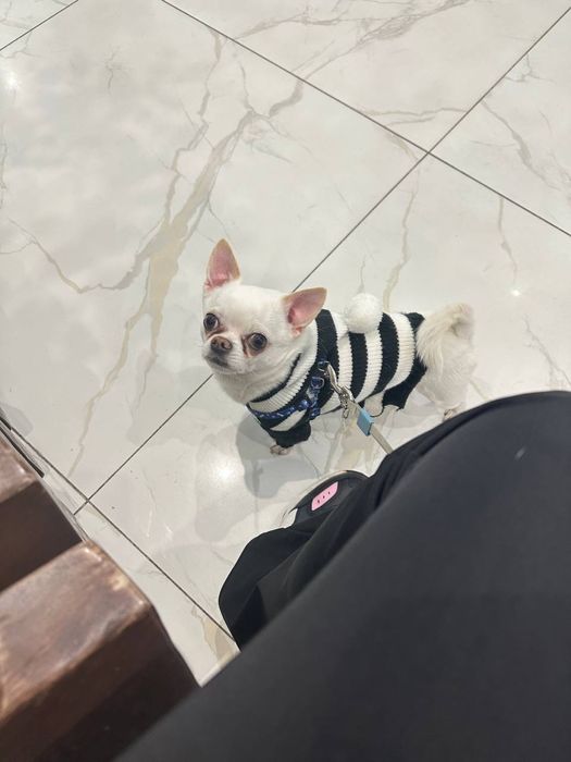 Вʼязка чіхуахуа хлопчик