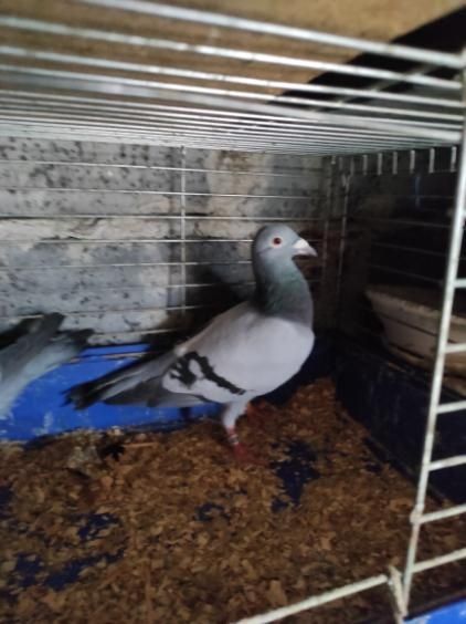 Gołębie, pawiki, pocztowe, ozdobne